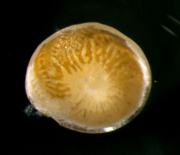 Eine lebende Foraminifere der Art Amphistegina lobifera, die aus einem Kot-Pellet eines Kaninchenfischs isloiert wurde. Foto: Tamar Guy-Haim, GEOMAR