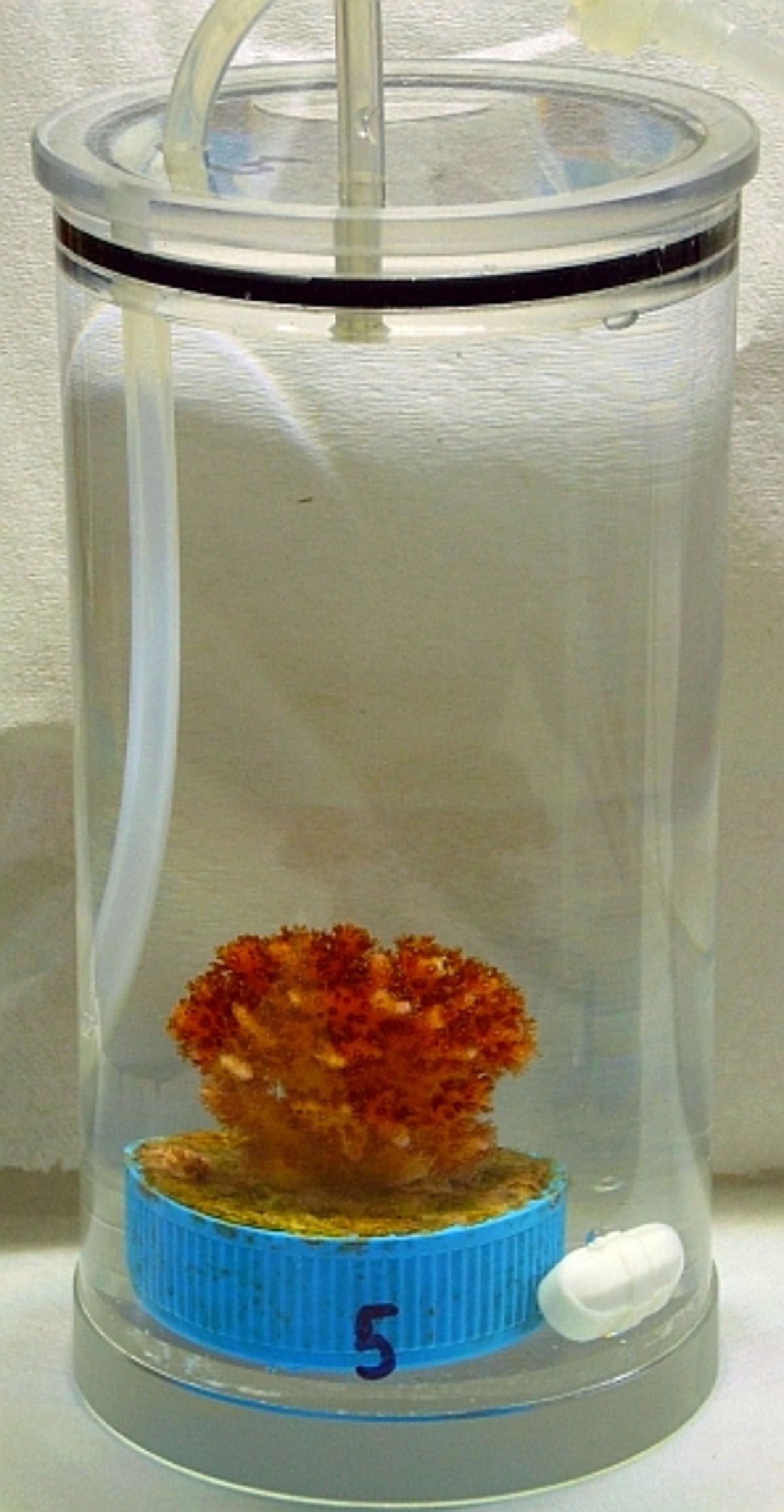 Culturing <EM>Pocillopora</EM> sp. in the culturing facilities in the Hebrew University of Jerusalem (image by Isabelle Taubner, GEOMAR).
