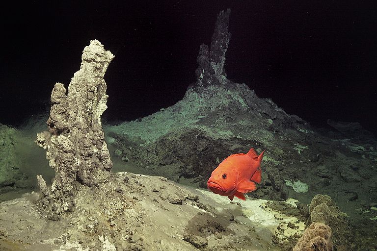 Atlantic Redfish in the newly discovered IceAGE vent field.  Photo: ROV team/GEOMAR