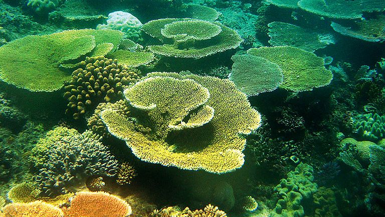 Bauwerke gegen die Erosion: Die Grundlage des Ökosystems Riff ist das Kalkfundament, das von den Korallen gebildet wird.