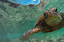 Erwachsene Grüne Meeresschildkröte beim Durchschwimmen ihrer küstennahen Nahrungsgründe. Foto: Rebecca Scott, GEOMAR