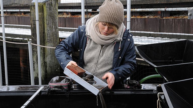 Kiel Outdoor Benthocosms: Sampling of mussels to study their adaptability to ocean acidification. 