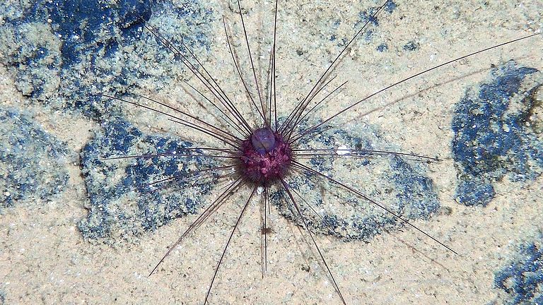 Life at manganese nodule habitats: sea urchin