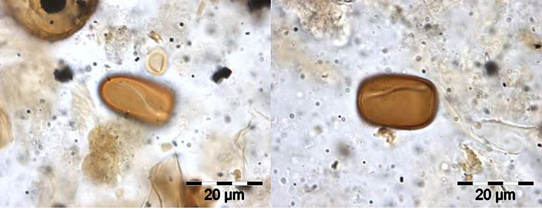 Photographs of the dung fungus spores Sporomiella from offshore SW Australia Photo: Sander van der Kaars