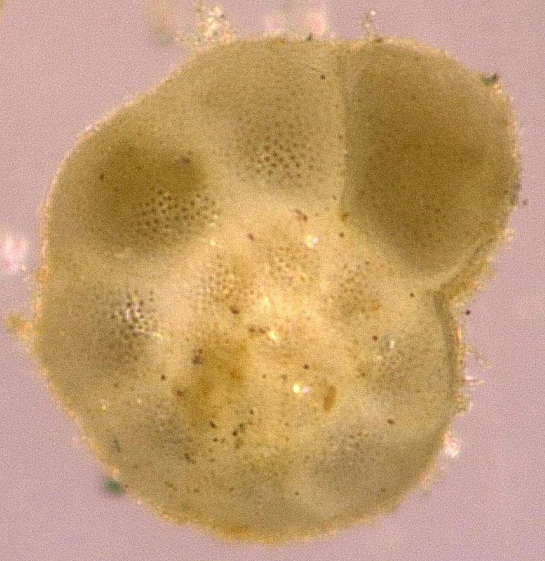 Lebendige Foraminifere der Art Ammonia aomoriensis. Der Durchmesser der abgebildeten Foraminifere beträgt etwa einen Viertel Millimeter. Foto: K. Haynert, GEOMAR