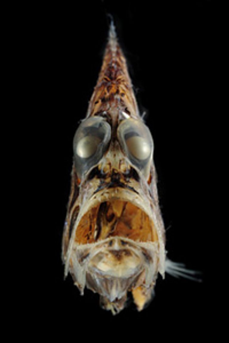 Silberpfeil (Argyropelecus affinis), Tiefseefisch © Copyright GEOMAR/Solvin Zankl