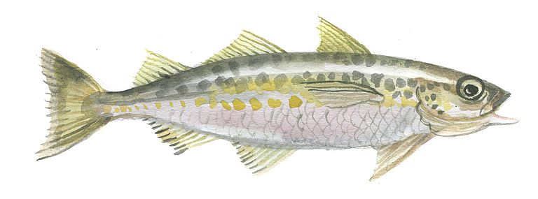 Alaska Seelachs (oder Pollack, Theragra chalcogramma), Zeichnung: Signe Kjær.