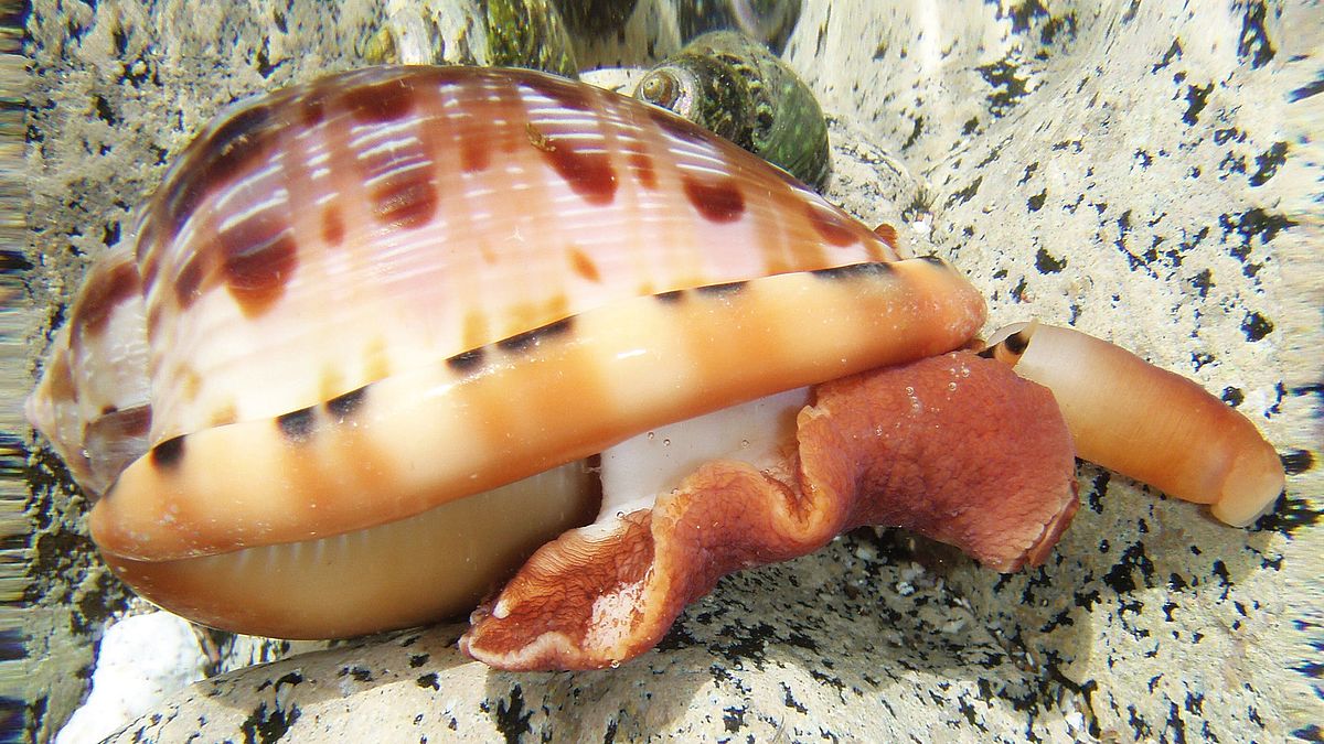 Cape Verde has a unique diversity of cone snails.