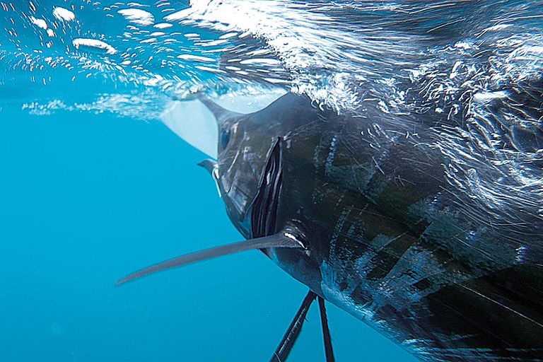 Wenn der Sauerstoff in den Ozeanen weniger wird, sind zuerst die Athleten unter den Fischen wie dieser Marlin betroffen. Letztendlich könnten sich aber ganze Ökosysteme verändern. Foto: WIDTTF, CC BY-SA 2.0