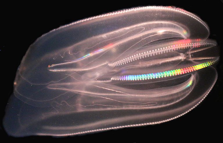 The comb jelly Mnemiopsis leidyi 