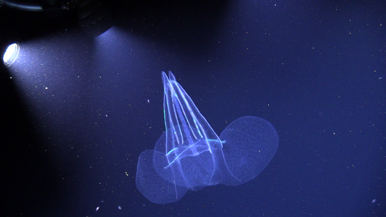  A blue-glowing jellyfish illuminated underwater by a spotlight