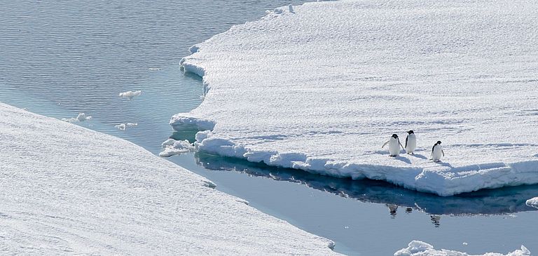 Three penguins are standing on an ice floe.