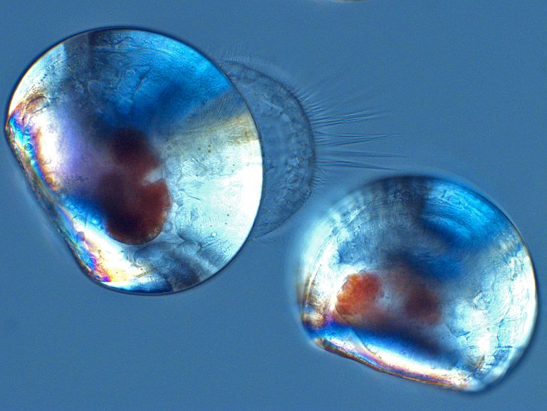 Under the polarization microscope, the approximately 0.2 millimeter wide shells of Mytilus edulis and their velum are visible, with which the larvae swim and catch food. Photo: GEOMAR