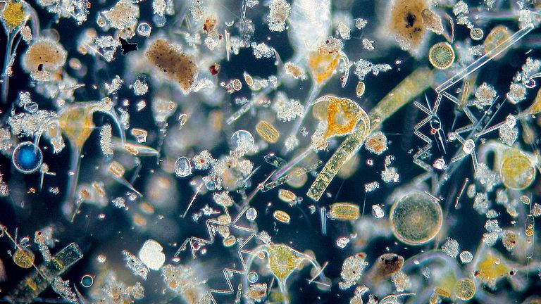 Viele winzig kleine Organismen im Wasser