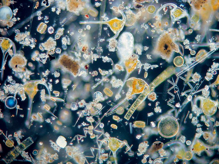 Many tiny organisms in the water