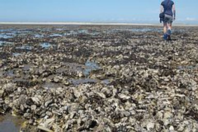 Die Pazifische Auster hat es geschafft - sie konnte sich im schleswig-holsteinischen Wattenmeer wie hier vor Sylt etablieren. Doch nicht jede Art, die über die Ozeane reist, kann ein neues Ökosystem für sich erobern. Welche Faktoren eine erfolgreiche Invasion begünstigen haben Meeresbiologen im Forschungs- und Studienprogramm GAME untersucht. Foto: Mark Lenz, IFM-GEOMAR