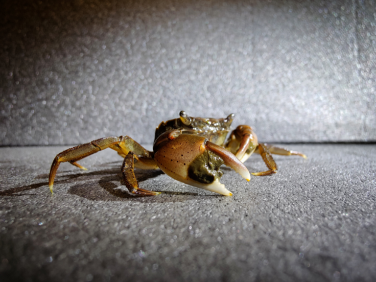 Eine Krabbe hebt ihre Schere