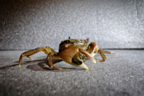 A crab lifts its claw