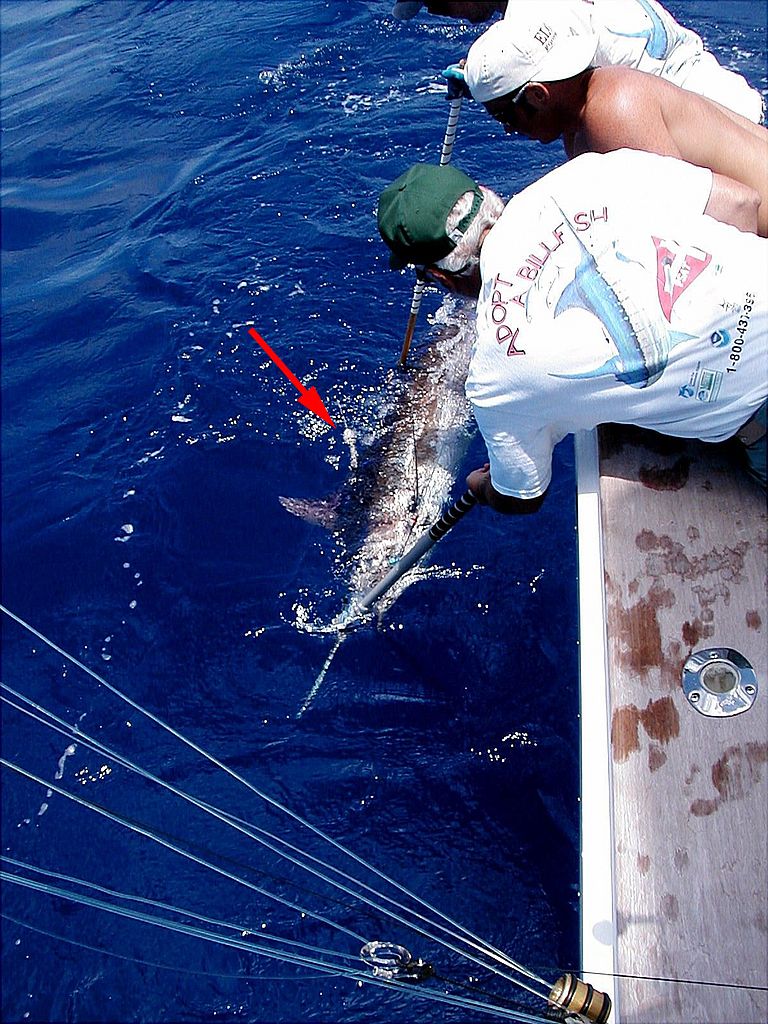 Eric Prince (links), einer der Autoren der "Nature Climate Change" Studie, bringt eine Messsonde an einem Blauen Marlin an. Foto: NOAA fisheries