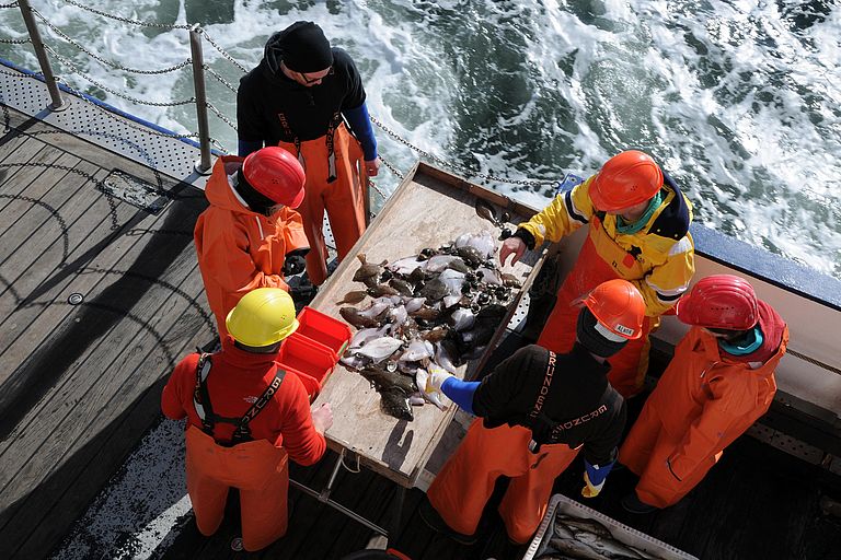 Wissenschaftler untersuchen Fischbestände. Eine neue Studie fordert die Aussetzung einer Zertifizierung mit Ökolabels von überfischten Beständen. Foto: GEOMAR.
