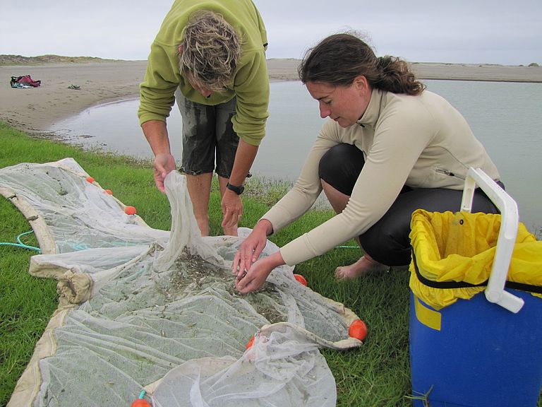 Karen Baird and Stefanie Ismar analyse what's in the net. They find smal fish, shrimps and gobies - food of New Zealand fairy tern. Photo: Robyn Kannemeyer