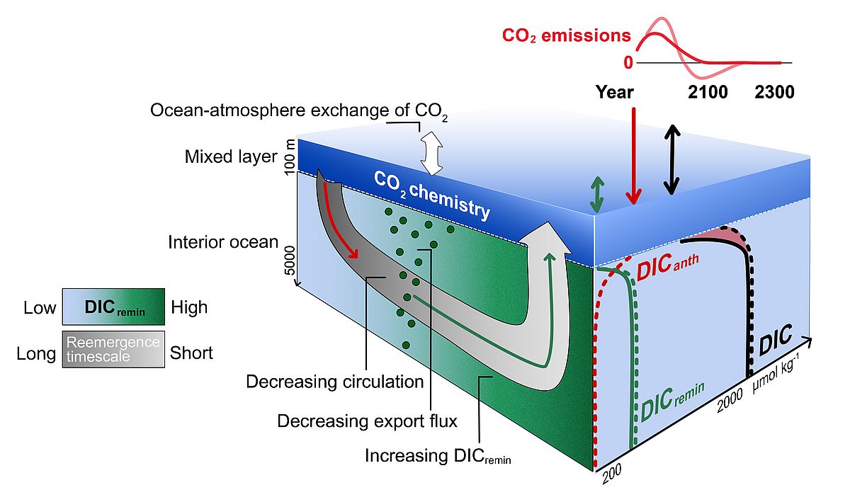 Processes of marine carbon storage