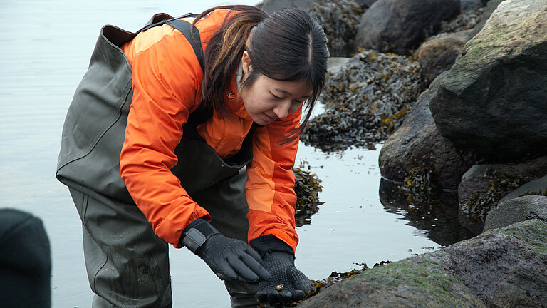 Eine junge Forscherin sammelt eine Meeresschnecke von einem Stein im Wasser.
