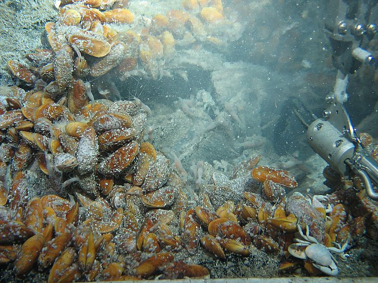 Muscheln der Gattung Bathymodiolus an einem Schwarzen Raucher im Bereich des Mittelatlantischen Rückens, aufgenommen mit dem Tiefseeroboter ROV KIEL 6000.