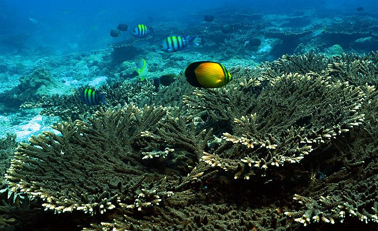 Korallen und ihre symbiotischen Algen aus dem Persischen Golf sind and das Überleben bei extremen Temperaturen und hohen Salzgehalten angepasst. Foto: Grace Vaughan, SOC.