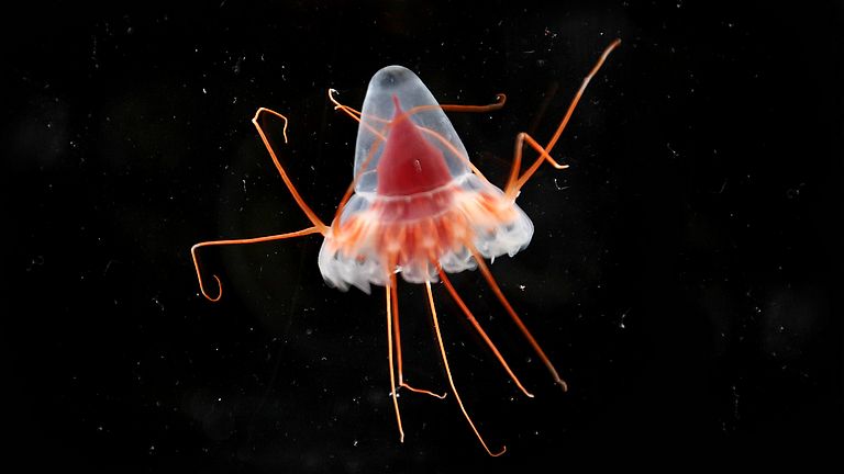 The crown jellyfish is a bright, red-colored deep-sea jellyfish.