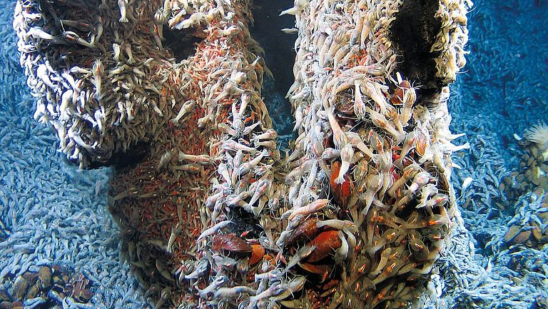 Black smoker biodiversity: shrimp