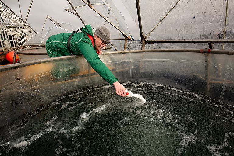 Dr. Kai Schulz adds rock flour to a msocosm at the start of the OceanAlkAlign experiment in the Kiel Fjord. Foto: Michael Sswat, GEOMAR