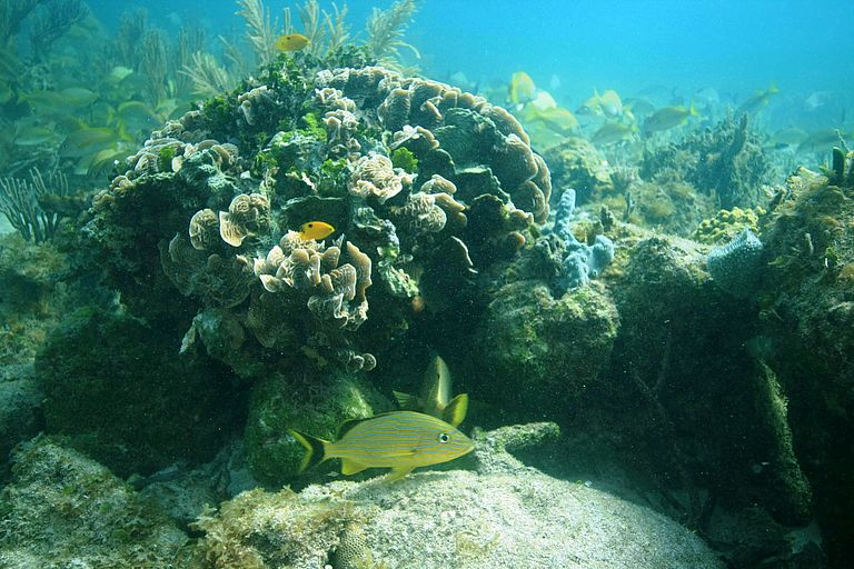 [Translate to English:] Korallenriffe vor der Küste der mexikanischen Halbinsel Yucatan in der Nähe von Grundwasserquellen (Ojos). Foto: Elizabeth D. Crook