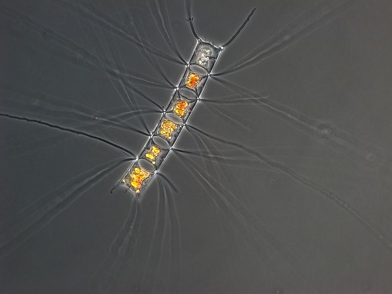 Betreibt Photosynthese, bildet aber keine Kalkschale: die Kieselalge Chaetoceros affinis. Foto: Giannina Hattich, GEOMAR