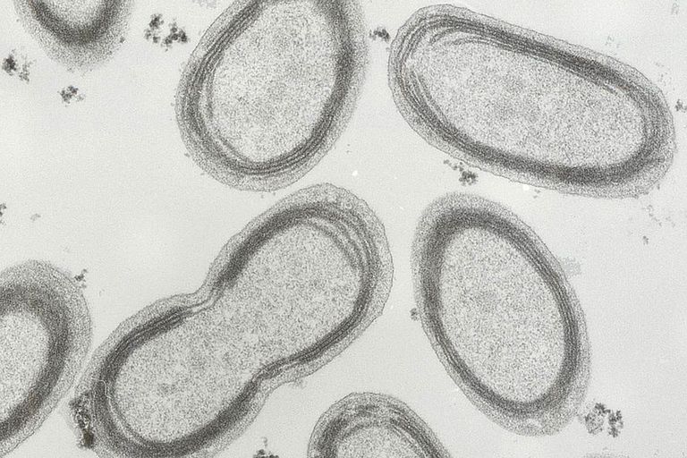 Das Cyanobakterium Prochlorococcus stark vergrößert. Der wahre Zelldurchmesser liegt bei 0,5 Mikrometer. Doch dieser Organismus könnte für die Hälfte des im Meer produzierten Sauerstoffs verantwortlich sein. Foto: Chisholm Lab.
