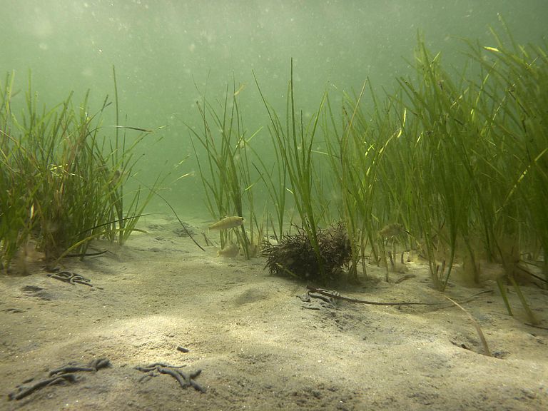 A seagras meadow under water.