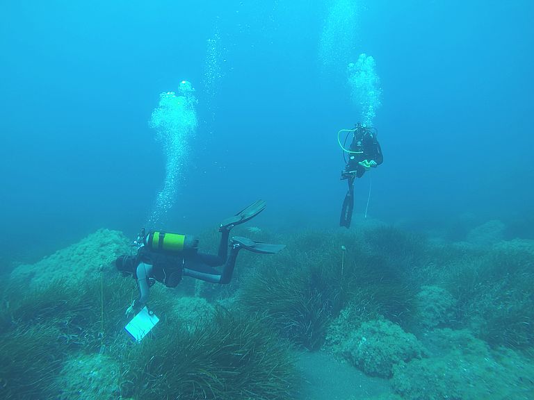 Taucher untersuchen Neptungras (Posidonia oceanica) unter Wasser