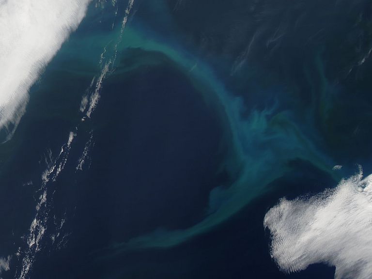 Phytoplankton bloom in the North Pacific Ocean, imaged by the MODIS Aqua satellite. Photo: LANCE/EOSDIS Rapid Response Team, NASA