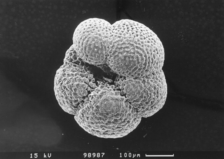 Mikrofossilien wie dieser planktisch lebende Einzeller (Foraminifere), die aus den ozeanischen Schlammablagerungen extrahiert werden, speichern in ihren Kalkschalen die Ozean- und Klimaentwicklung der Vergangenheit. Foto: Dr. Tebke Böschen
