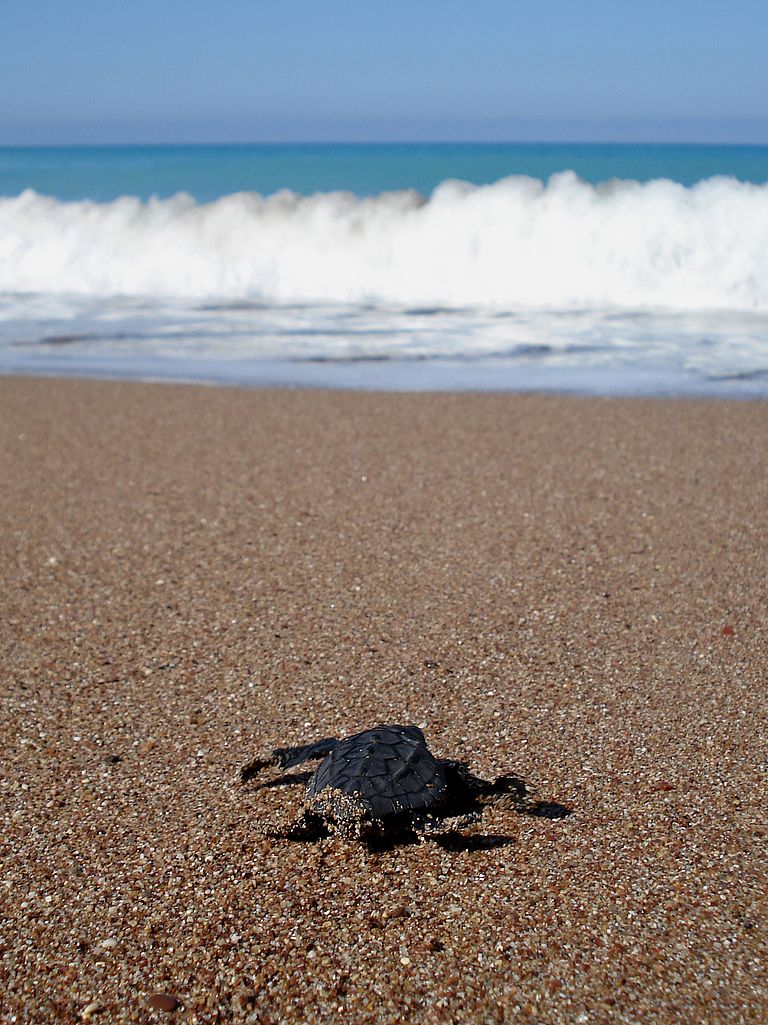 Frisch geschlüpfte Unechte Karettschildkröte auf dem Weg ins Meer. Von hier an driftet sie mit den Oberflächenströmungen. Foto: Rebecca Scott, GEOMAR
