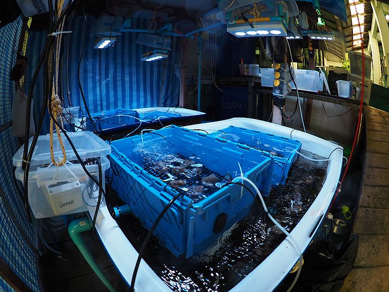 Experimental facility for developing and testing microbiome transplantation methods. Innovative microbiome-based strategies for corals might soon help them survive heat waves for a short time. Photo: A. Roik.