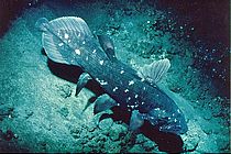 A coelacanth (lobe-finned fish) (Latimeria chalumnae), photographed during a JAGO ​​dive. Photo: Jürgen Schauer, GEOMAR