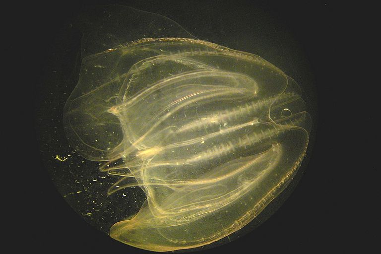 Die amerikanische Rippenqualle Mnemiopsis leidyi ist seit 2006 in der Ostsee nachgewiesen. Foto: J. Javidpour, IFM-GEOMAR