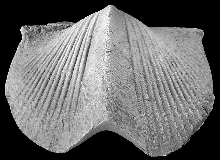 Brachiopode Paraspirifer bownockeri aus dem Mittel-Devon von Ohio (USA); Breite: 5,6 cm. Bild: U. Jansen, Senckenberg-Museum, Frankfurt am Main.