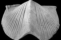 Brachiopod Paraspirifer bownockeri from the Middle Devonian of Ohio (USA); width: 5,6 centrimetre. photo: U. Jansen, Senckenberg-Museum, Frankfurt on the Main.