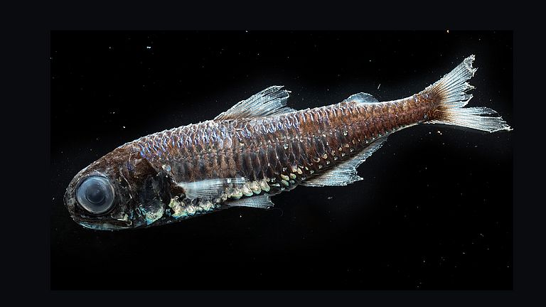 Laternenfisch (Myctophida), ein kleiner Tiefseefisch mit Leuchtorganen. 