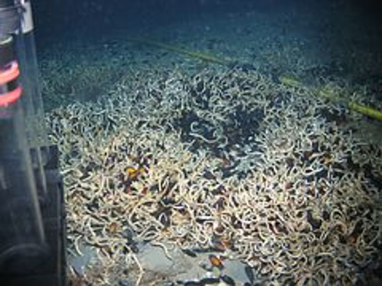 Überblick über ein Röhrenwurmfeld mit Katzenhai-Eikapseln (Länge ca. 5 cm, rot-bräunliche Färbung) aus der Perspektive des belgischen Unterwasserrobotors Cherokee (östliches Mittelmeer, 500 m Wassertiefe). Copyright: West Nil Delta Projekt