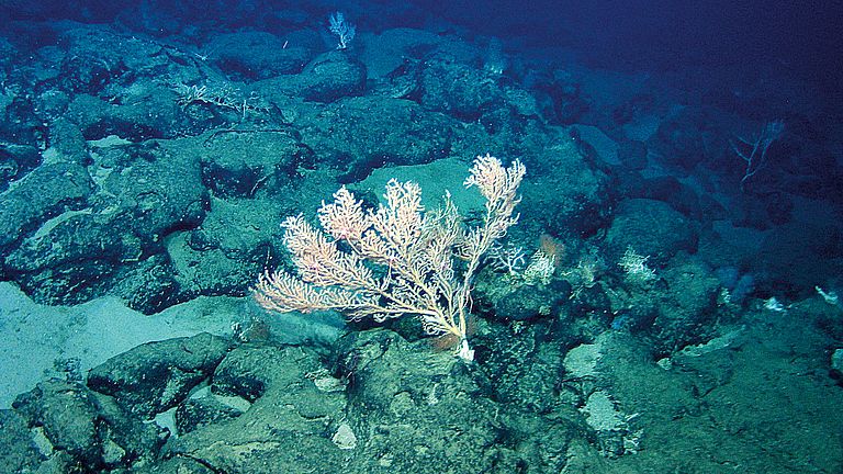 Andere Lavaströme zeugen von submarinen Eruptionen an Tiefseebergen, hier ein Beispiel vom Cabo Verde Seamount.