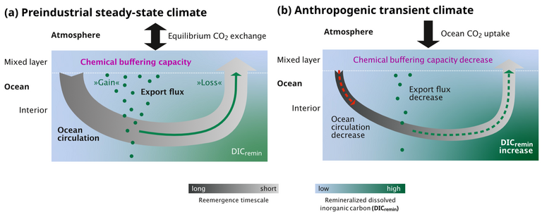 Zwei Grafiken zeigen die Aufnahme und Abgabe von Kohlenstoffdioxid im Ozean in der vorindustriellen Zeit und unter den Bedingungen der anthropogenen CO2-Emissionen.
