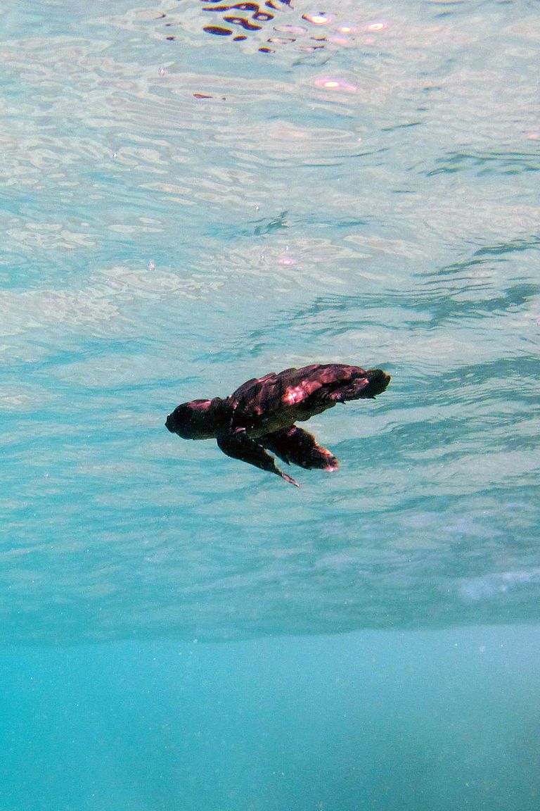Junge Unechte Karettschildkröteauf dem Weg ins Meer. Nach rund 25 Jahren wird sie in ihre Heimatregion zurückkehren, um sich hier fortzupflanzen. Foto: V. Stiebens, GEOMAR